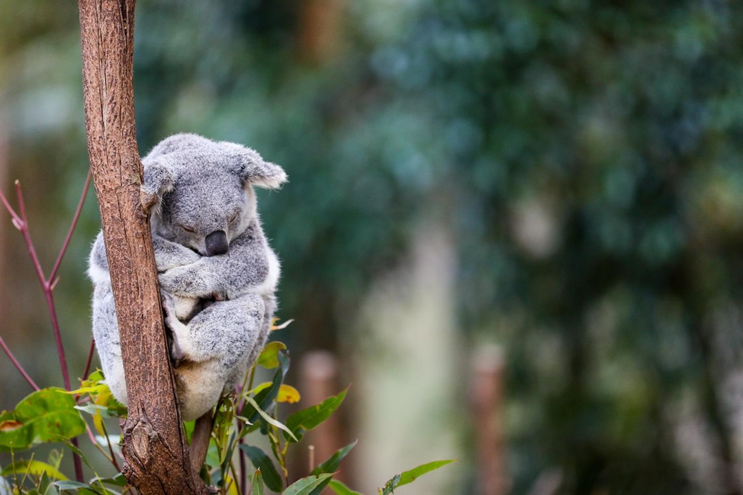 threatened-species-mid-western-regional-council