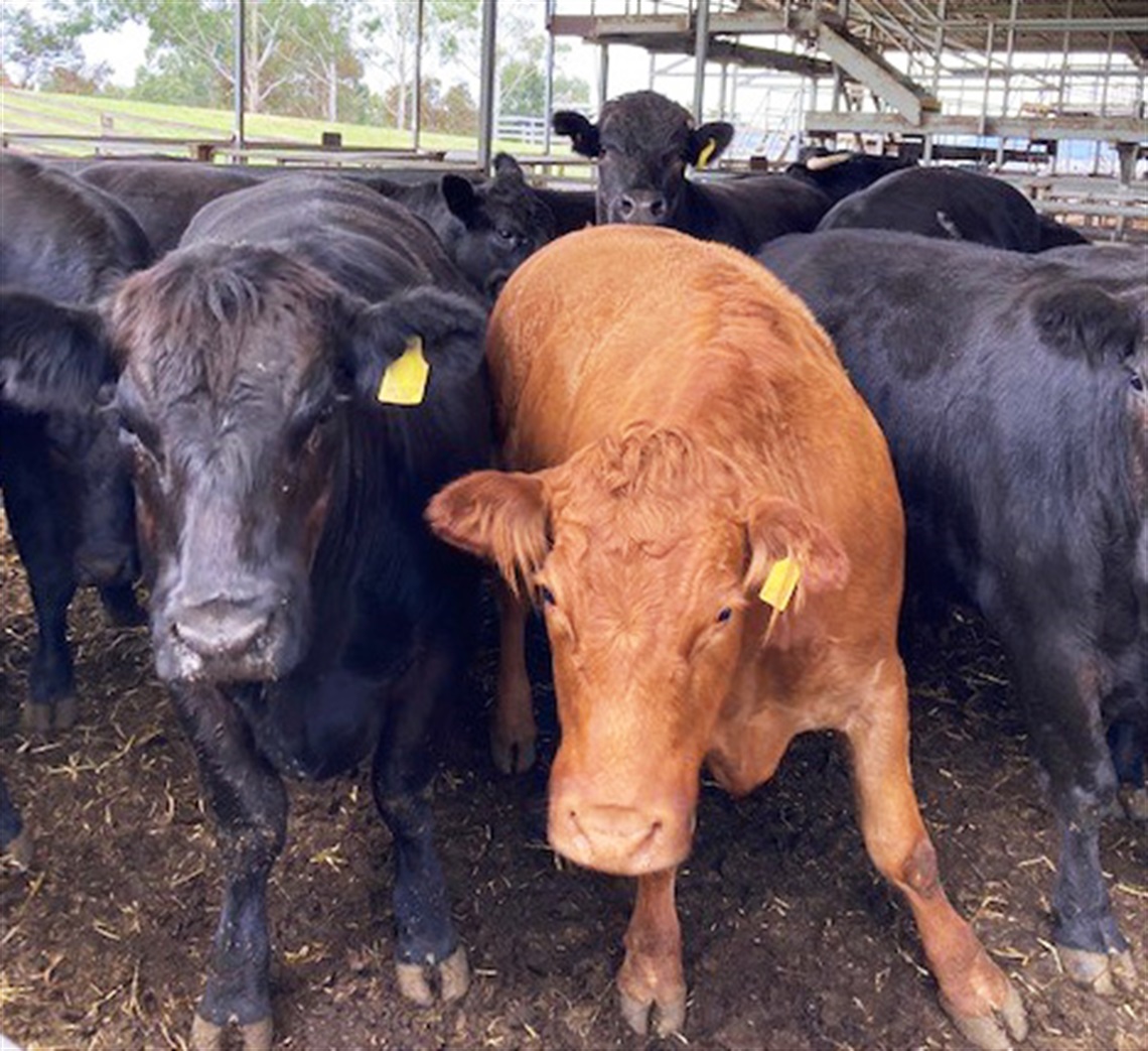 Store cattle sale MidWestern Regional Council