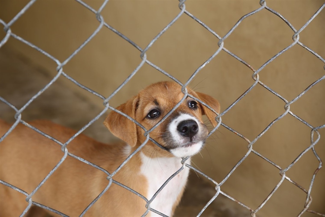 Pets in the pound Mid-Western Regional Council